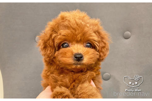 成約済の愛知県のタイニープードル-181833の5枚目