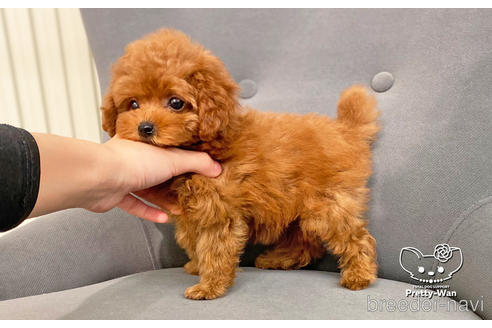 成約済の愛知県のタイニープードル-181833の4枚目