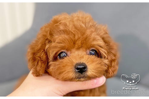 成約済の愛知県のタイニープードル-181833