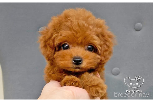 成約済の愛知県のタイニープードル-181833の2枚目