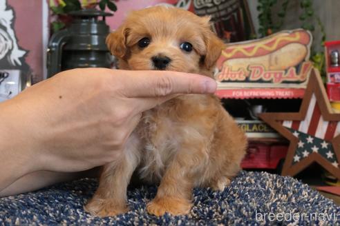 成約済の群馬県のマルプー:マルチーズ×トイプードル-181834の2枚目