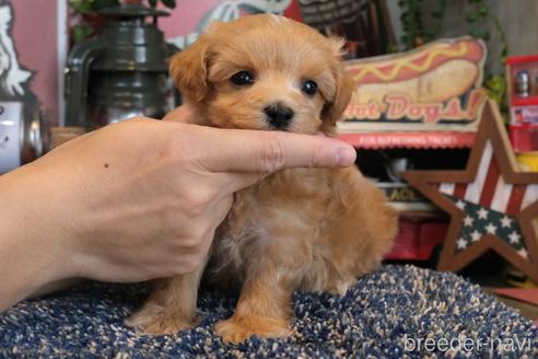 成約済の群馬県のマルプー:マルチーズ×トイプードル-181834