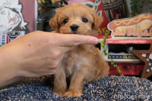 成約済の群馬県のマルプー:マルチーズ×トイプードル-181834の4枚目