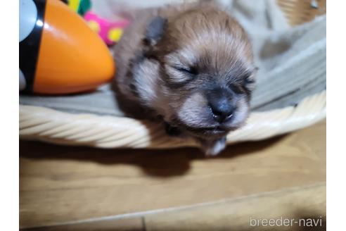 成約済の千葉県のポメラニアン-180661の6枚目