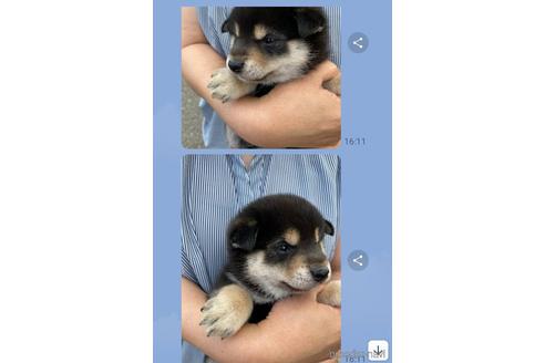 成約済の岐阜県の柴犬-177956の1枚目