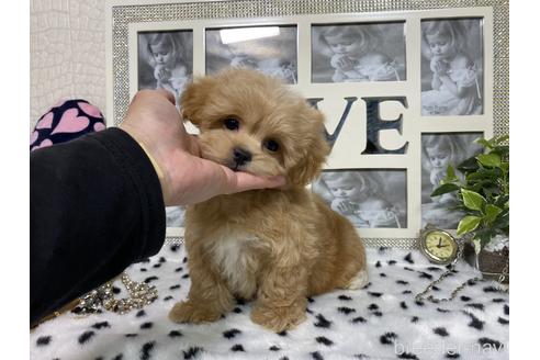 成約済の京都府のミックス犬-181906の5枚目