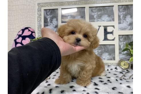 成約済の京都府のミックス犬-181906の4枚目