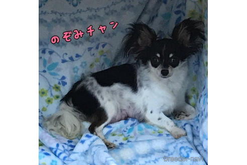 成約済の茨城県のチワワ(ロングコート)-181907の2枚目