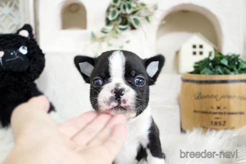 成約済の佐賀県のボストンテリア-181947の1枚目