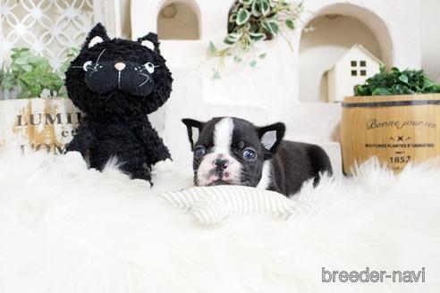 成約済の佐賀県のボストンテリア-181947の5枚目