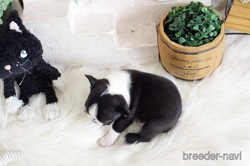 成約済の佐賀県のボストンテリア-181947の4枚目