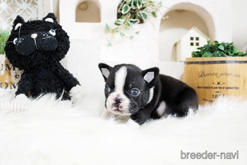 成約済の佐賀県のボストンテリア-181947の3枚目