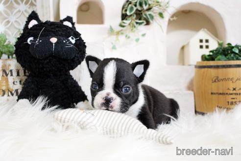 成約済の佐賀県のボストンテリア-181947の2枚目