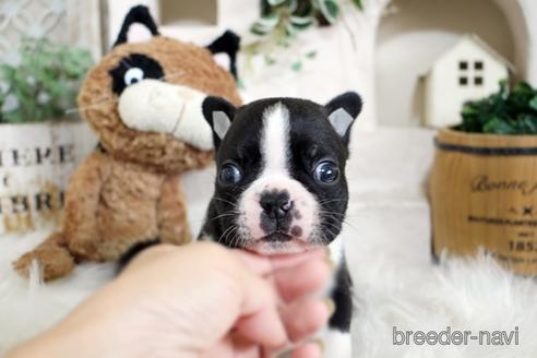 成約済の佐賀県のボストンテリア-181948の1枚目