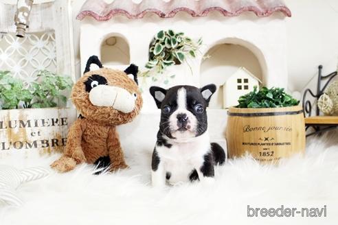 成約済の佐賀県のボストンテリア-181948の5枚目