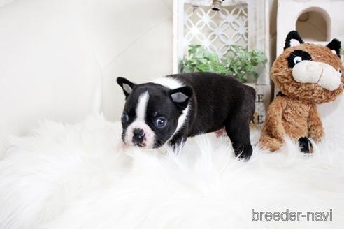 成約済の佐賀県のボストンテリア-181948の4枚目