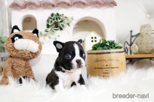 成約済の佐賀県のボストンテリア-181948の3枚目