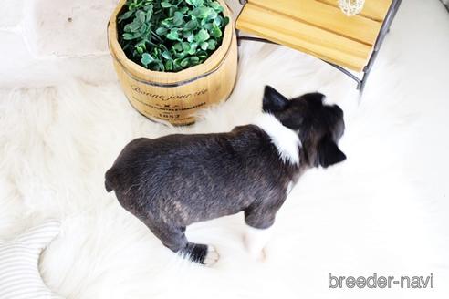 成約済の佐賀県のボストンテリア-181948の2枚目