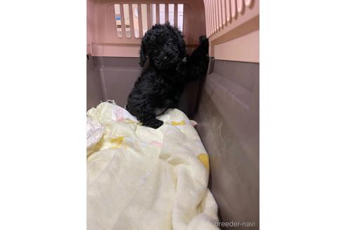 成約済の愛媛県のタイニープードル-181971