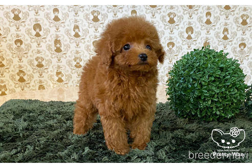 成約済の愛知県のタイニープードル-181976の3枚目