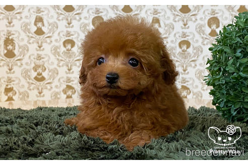 成約済の愛知県のタイニープードル-181976の5枚目