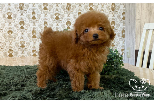 成約済の愛知県のタイニープードル-181976の6枚目