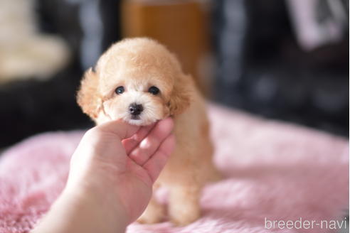 成約済の茨城県のティーカッププードル-178624の1枚目