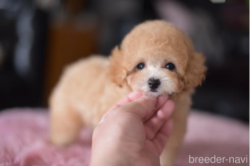 成約済の茨城県のティーカッププードル-178624の6枚目