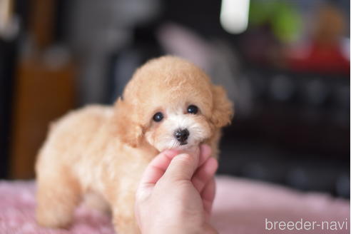 成約済の茨城県のティーカッププードル-178624の5枚目