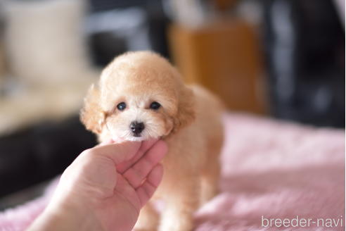 成約済の茨城県のティーカッププードル-178624の4枚目