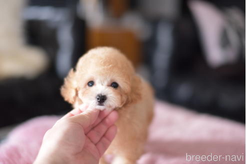 成約済の茨城県のティーカッププードル-178624の3枚目