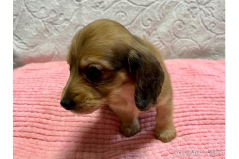 成約済の滋賀県のミニチュアダックスフンド(ロングヘアード)-180778の5枚目