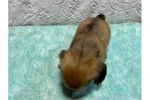 成約済の滋賀県のミニチュアダックスフンド(ロングヘアード)-180779の3枚目