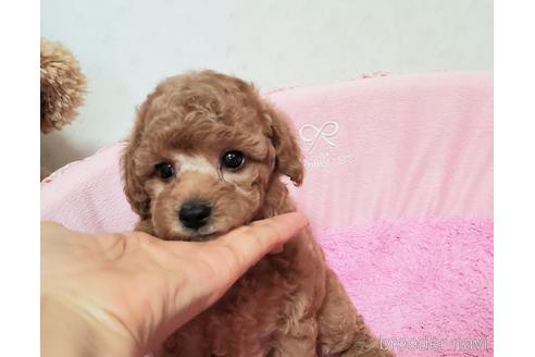 成約済の愛知県のトイプードル-178945の9枚目