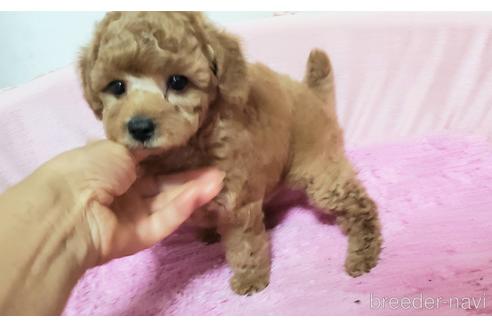 成約済の愛知県のトイプードル-178945の7枚目