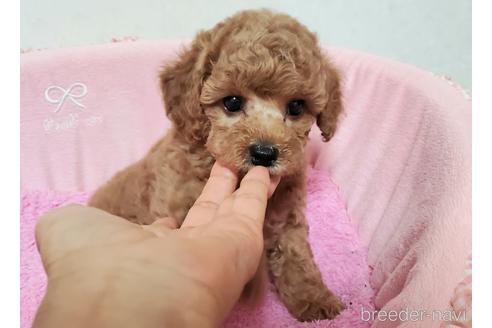 成約済の愛知県のトイプードル-178945の4枚目