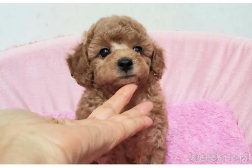 成約済の愛知県のトイプードル-178945の6枚目