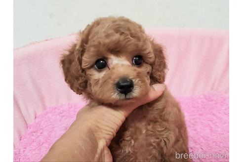 成約済の愛知県のトイプードル-178945の4枚目