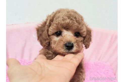 成約済の愛知県のトイプードル-178945の3枚目