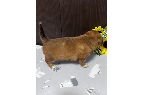 成約済の神奈川県のチワックス:チワワ×ミニチュアダックスフンド-182019の3枚目