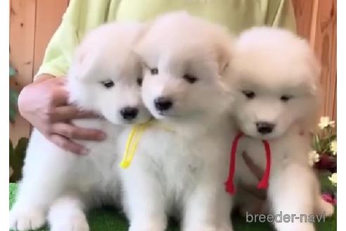 三重県のサモエド 女の子 22 04 23生まれ 真っ白な妖精 子犬id 1033 ブリーダーナビ