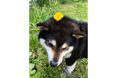 成約済の宮城県の柴犬-182035の3枚目