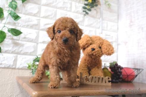 成約済の滋賀県のトイプードル-179974
