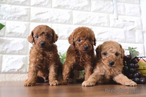 成約済の滋賀県のトイプードル-179974の4枚目