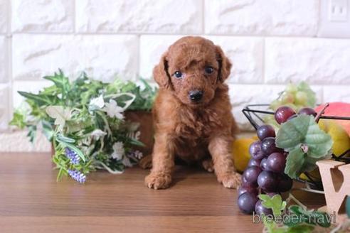 成約済の滋賀県のトイプードル-179974の3枚目