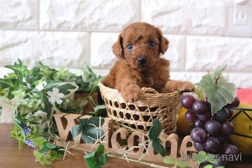 成約済の滋賀県のトイプードル-179974の2枚目