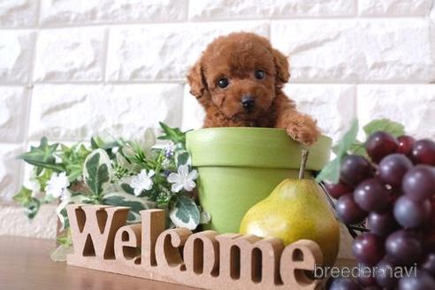 成約済の滋賀県のトイプードル-179975