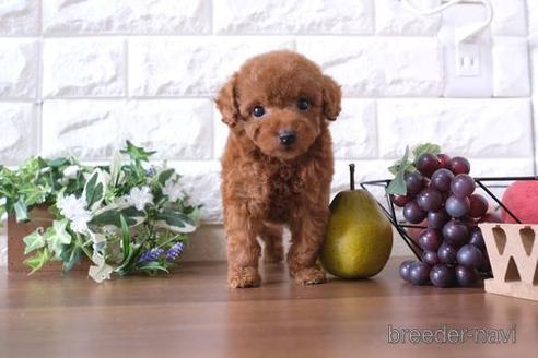 成約済の滋賀県のトイプードル-179975の7枚目