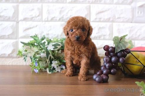 成約済の滋賀県のトイプードル-179975の3枚目
