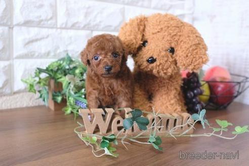 成約済の滋賀県のトイプードル-179975の2枚目